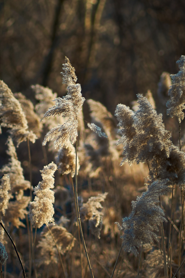 fotograf%20arad%20dolha%20photography%204