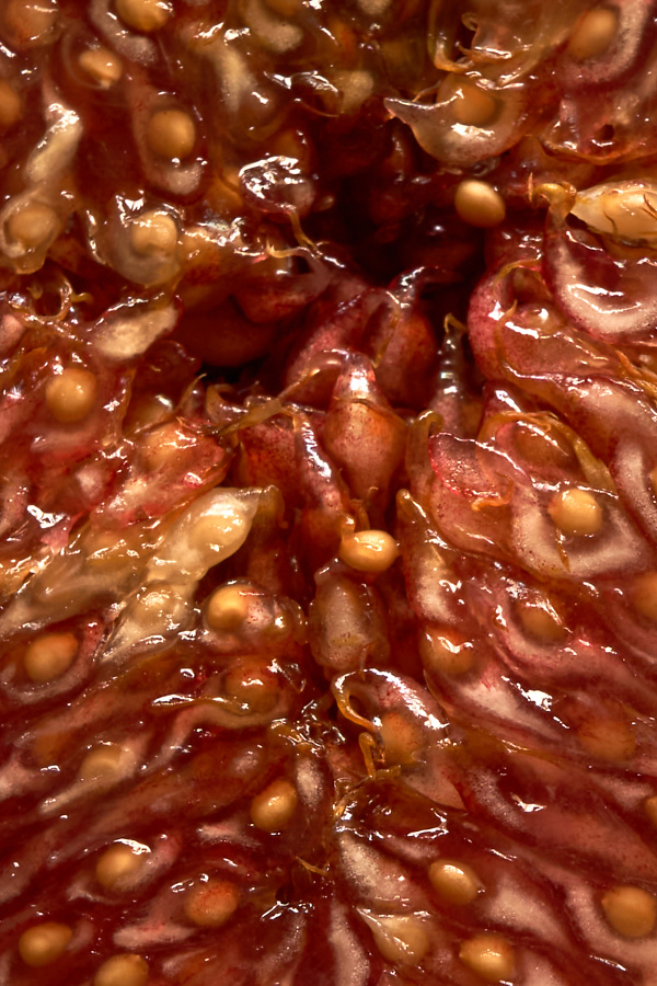 fotograf%20arad%20dolha%20photography%209